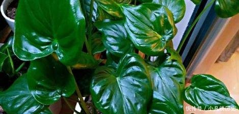 技巧■给花浇水有技巧,什么是干透什么是浇透其实很好掌握!