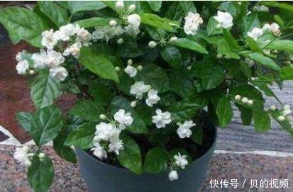 花开一:这5种花,一开就是200多天,养护简单易爆盆,花开一夏!