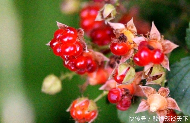  「野生水果」乡下一种植物，人称“野草莓”，现在很稀有，药用价值高