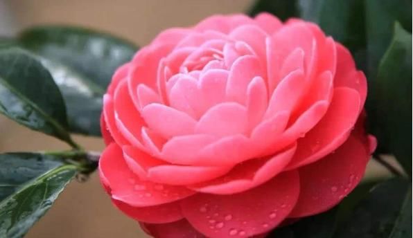  「多福」“4种花”养在家，人丁兴旺，多子多孙还多福，平步青云一整年