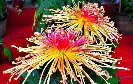  「花朵」喜欢菊花，那就养盆“精品菊花”秋水红霞，花开亭亭玉立，花姿妖艳