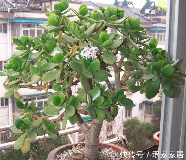  寓意|两种“镇宅树”，富贵吉祥寓意好，一片叶子能扦插好养活