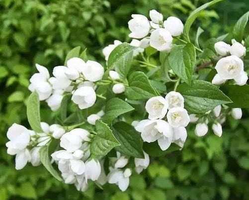  『养花』新手养花就选这4种，四季赏花停不下来，花开繁盛，阳台变花园