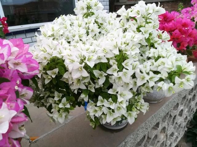  三角梅苗■刚买的扦插三角梅换盆易掉叶枯枝？采用套盆法，养根才是正途