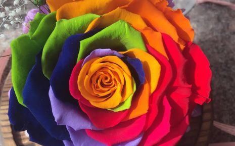  玫瑰：喜欢菊花，不如养盆七彩玫瑰，似晴空彩虹，优雅妖娆，寓意美好