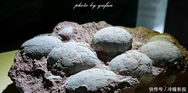  #恐龙蛋化石#世界上恐龙蛋最多的地方竟然就在广东，密密麻麻，