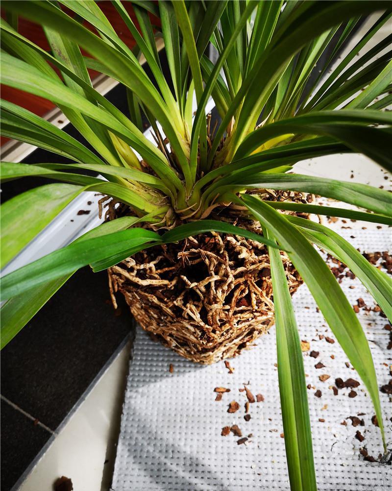 『根爆』“老三样”配料:兰花根爆盆,取不出来,杂交兰太好养!