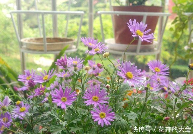 『养花』想养花不知道养啥好?根据3个方面选,越养越好,四季开花长爆棚