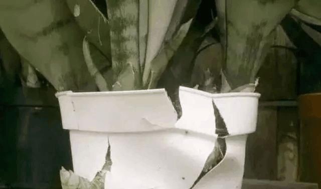  『虎皮』盆土里埋一颗“金丹”，吊兰、虎皮兰，根上长满“白葫芦”