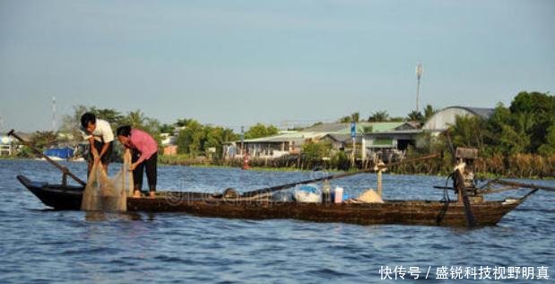 越南罗氏虾“泛滥成灾”,一抓一大把,网友让中国吃货去解决!