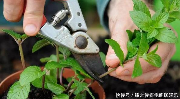 「盆栽技巧」夏季烦恼高温天蚊蝇乱飞?趁早盆栽4种植物,既能观赏又贼实用