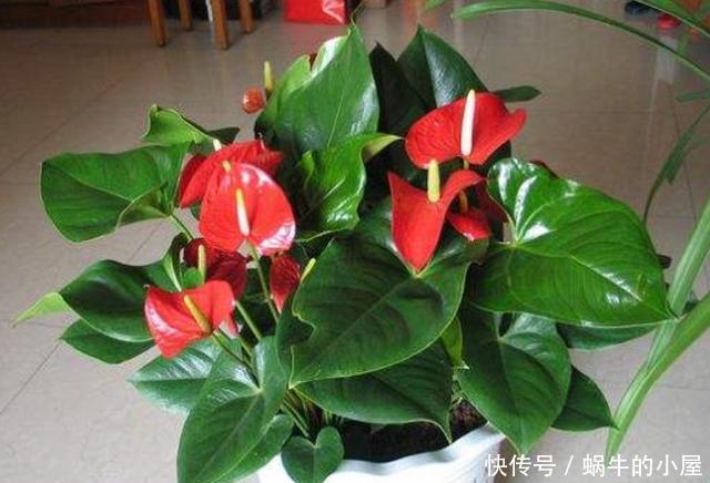 磷元素含量高@4种常年开花的植物,阳台随便养一种,四季有花赏,阳台变花园