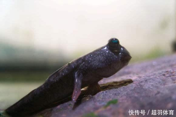  「下场」世界最可怜的鱼，花了4亿年走上陆地，却沦落到这个下场！