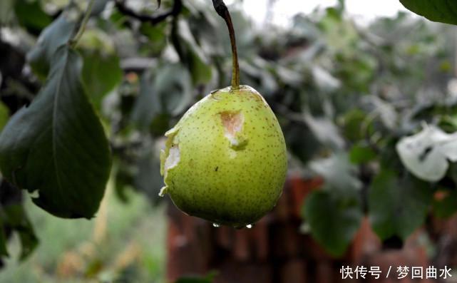 山东冰雹，像鸡蛋一般大，却让消费者看清各大车企“真面目”