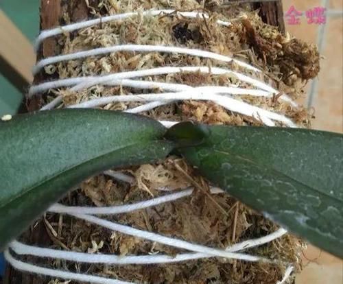  「图片作者」特神奇的花，绑在木头上也能活，一根枝能开20朵花！