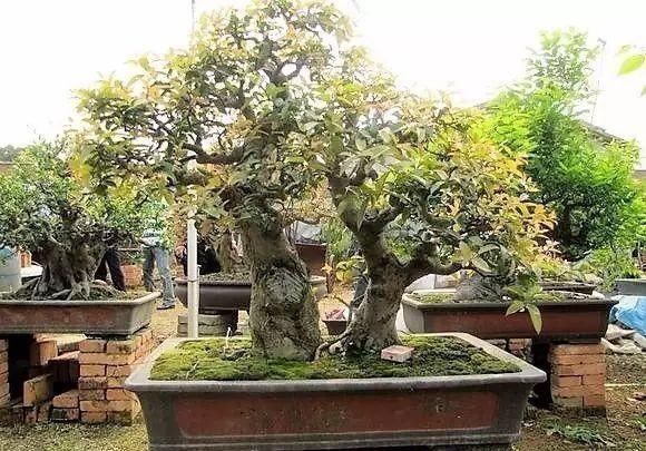 红牛盆景，牛气冲天！