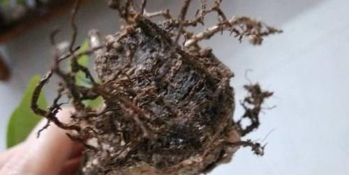  「温度过低」发财树特别适合懒人养，勤快人养几天就能养死