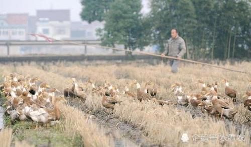  「小伙」农民小伙养鸭子没销路，几千只没人买，媳妇一招，2天卖