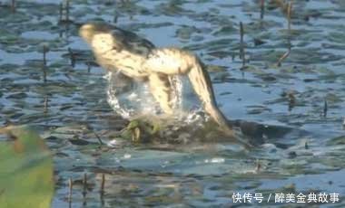 「男子」男子池塘用活老鼠钓鱼,没想到竟收获这种惊喜