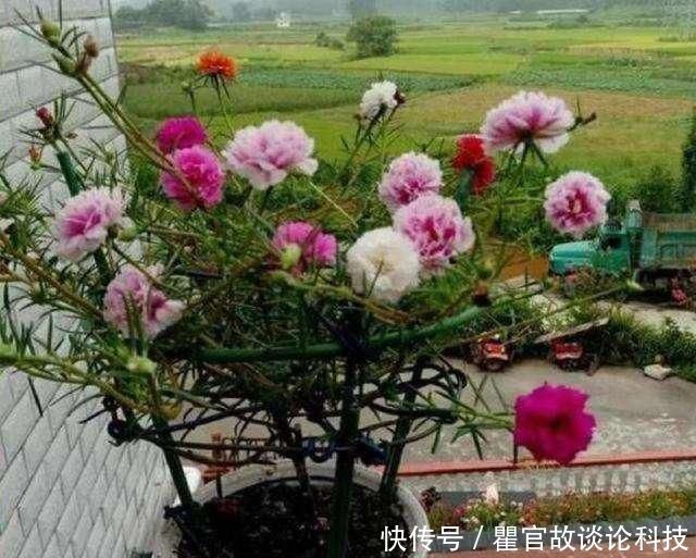  『嫁接』叶仙嫁接太阳花，开成小花树，层层叠叠全是花