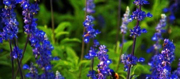 『漂亮』以下花漂亮不逊玫瑰,花色红红火火,观赏价值高,是盆栽盆景良才