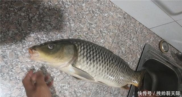 『条件』它在生活中很常见,用来钓鱼效果绝佳,但这些外在条件缺一不可!