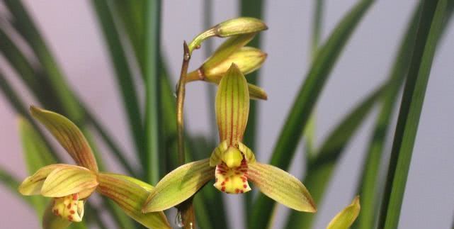  [新手]此兰花最适合新手养，花色美丽好养活，花开能“香飘满屋”，还很便宜！