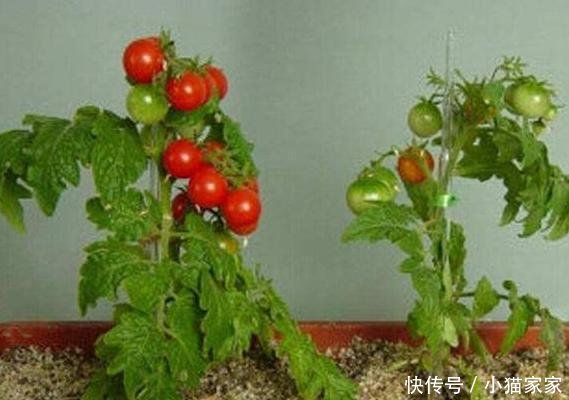 少量的水：喜欢吃西红柿，别再花钱买了，亲自动手做盆景，好看又好吃