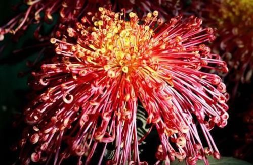  『养盆』养菊花，养盆“名贵菊花”，花开“飞鸟美人”，似飞鸟似美人