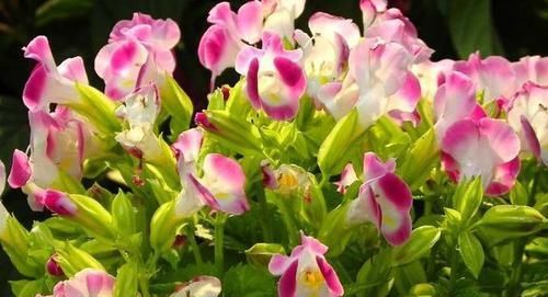  『玫瑰』“高档玫瑰”探索者，层层开花，梦幻浪漫，可以说是精品花卉！