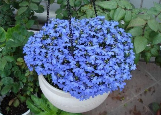  【艳丽】养花养个秀美好看的，开花多花期长，养在阳台花开成瀑，花朵艳丽