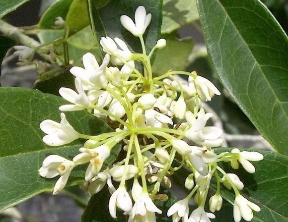『家庭盆栽』有品位的养花人,都养这3种“香花”,花香不腻人,四季都开花