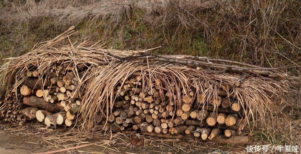  「毛钱」有人专门到农村收“碎木”，2毛钱一斤，一年赚十几万，