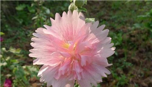  『清热』此花一丈红，花色红艳红漫天，花型硕大少见，花叶皆食清热镇咳