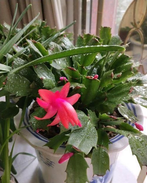  「休息」植物盆栽有讲究，养花都需要注意什么？应该摆放在哪里呢？
