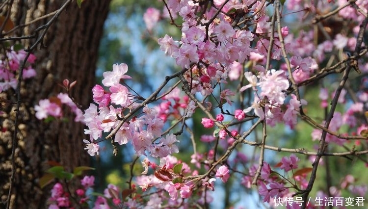 圆通花潮舞翩跹：三月春暖花开的季节，这里是昆明最经典的赏花地