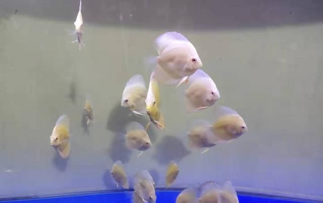  「密度过大」一个小方法，可以精准判断，观赏鱼的饲养密度是否合理？