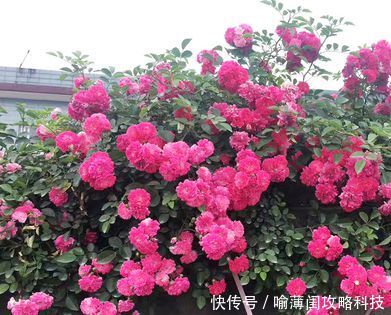 【艳丽】阳台养一盆爬藤花,花色艳丽,花香浓郁,邻居看了都羡慕!