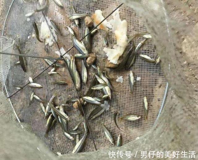 禁钓十年的原生态森林公园，泉水甘甜小鱼细腻鲜美