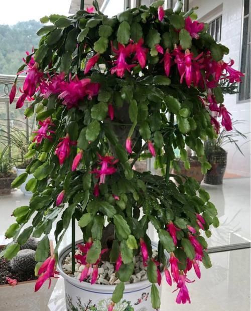 【嫁接】蟹爪兰绑到这上面,开花直冲房顶,还能多活10年