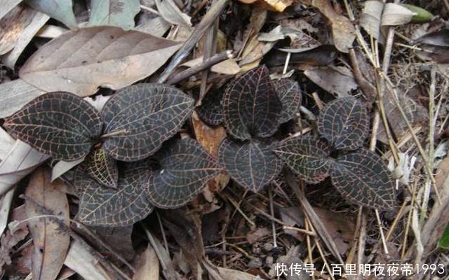  小看|千万别小看农村的植物，遇见一棵，你就发大财了