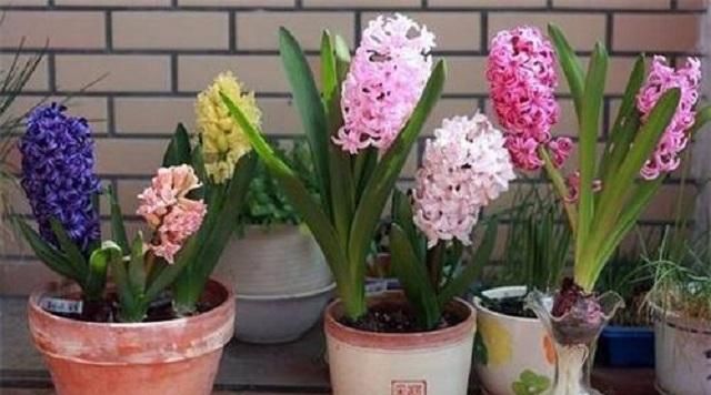  #艳丽#花开成串艳丽无比的风信子，最适宜此时栽种，做好3点轻松养活它