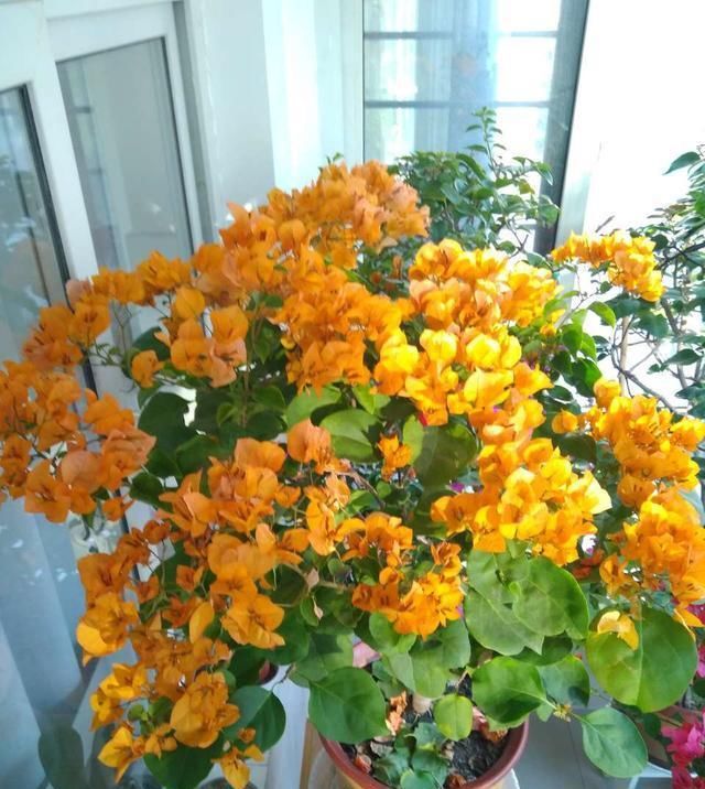  「花园」喜欢太阳的“3种花”，说啥也要养一盆，阳台小花园全靠“它”