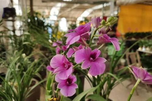  植物：养花就怕“乱浇水”，教你浇水“小诀窍”，更适合你家的植物