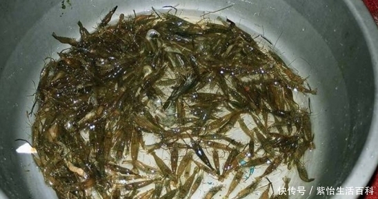  小龙虾@河流中的小虾米，市值一斤50元，农民：养它还不如养小龙