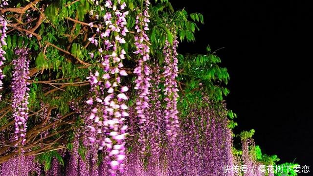  『春天』家有紫藤花，开花好幸福，春天这么养，开花一百年