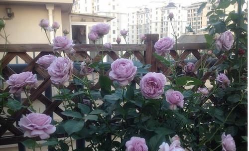 『月季』花色“最赞”的月季,一开就是几十朵,开完一茬又一茬,新手必备