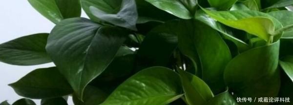 #光照#秋天绿萝叶子发黄怎么办