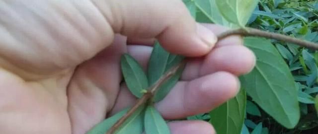  漂亮@这两种花，一节枝条能种活，耐阴耐寒，开花多又漂亮，爬藤满阳台