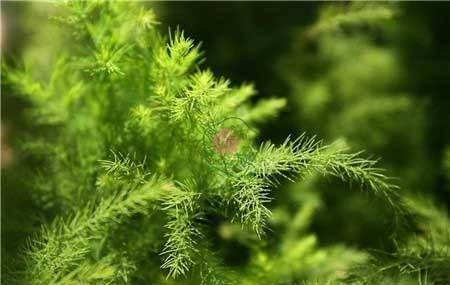  [摆放文竹]花卉租赁用文竹好处多多
